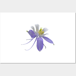 Colorado Blue Columbine Posters and Art